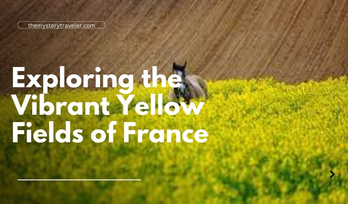 Exploring the Vibrant Yellow Fields of France